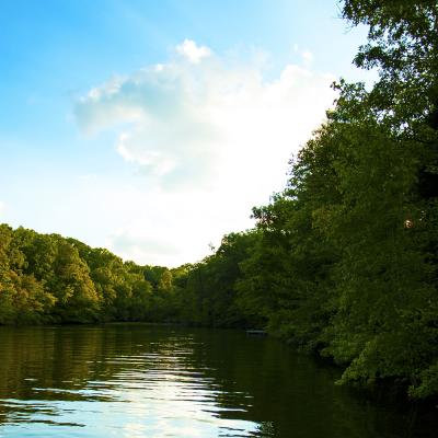 lake-and-forest.jpg